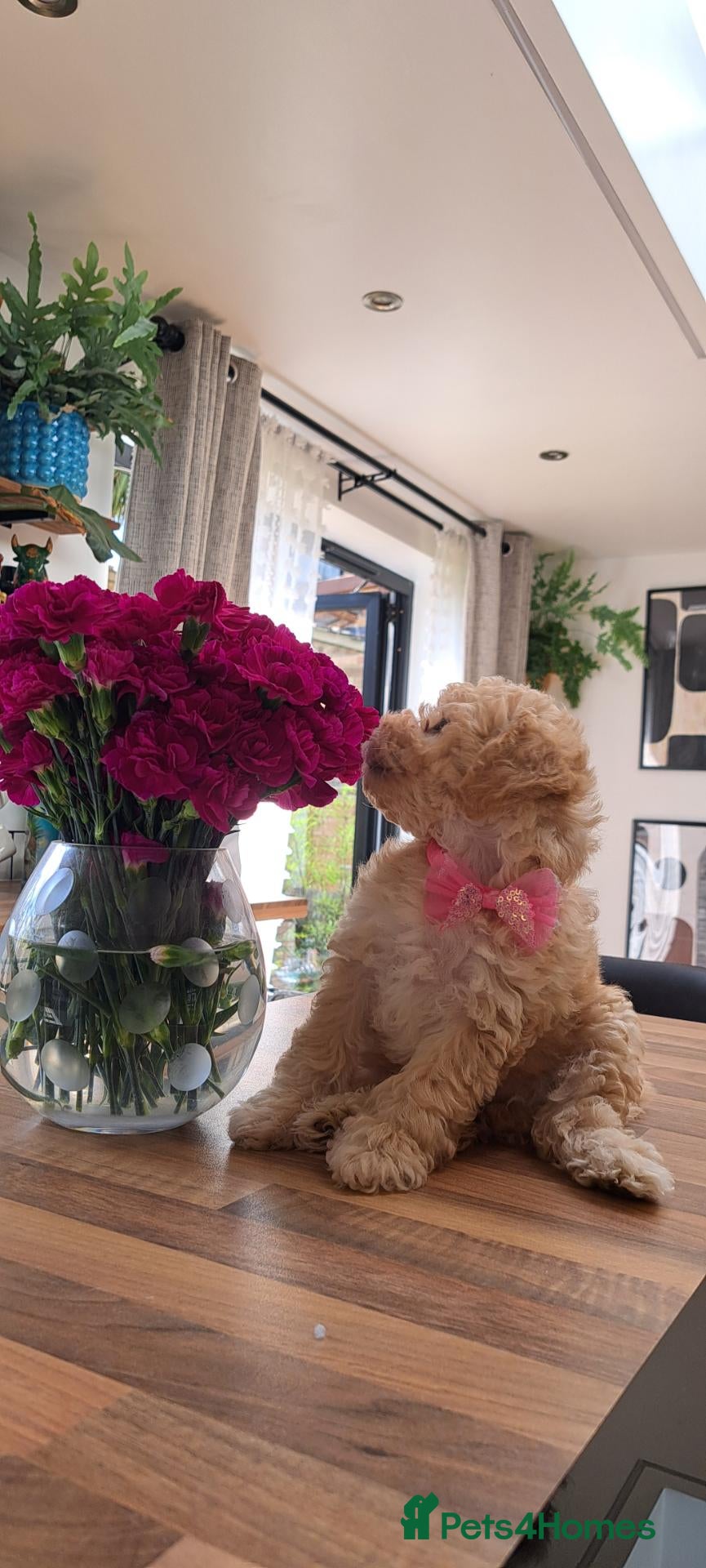 Mixed Breed dogs LOOKING FOR THE BEST FAMILY - Advert 2