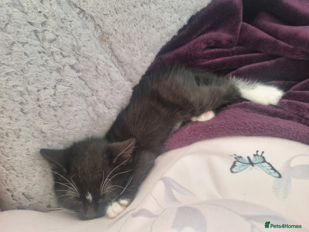 Domestic Shorthair cats for sale: Kittens for sale, READY TO GO NOW!  - Image 6