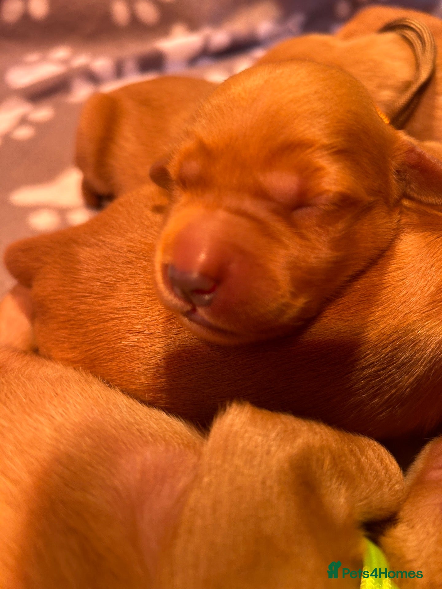 Golden Retriever dogs 🐾💛 Golden retriever puppies available 💛🐾 - Advert 18