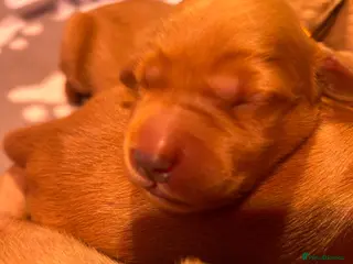 Golden Retriever dogs 🐾💛 Golden retriever puppies available 💛🐾 - Advert 18