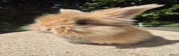 Angora rabbits for sale: 🩷 FULL FACE ANGORA BABIES- PARENTS FROM🇫🇷 - Advert 9