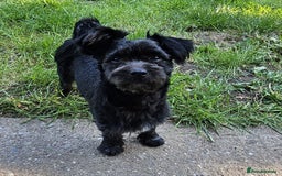 Mixed Breed dogs for sale: Ralph  - Image 1