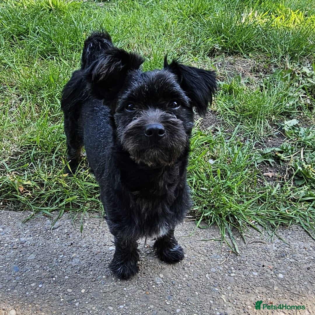 Mixed Breed dogs for sale: Ralph  - Image 1