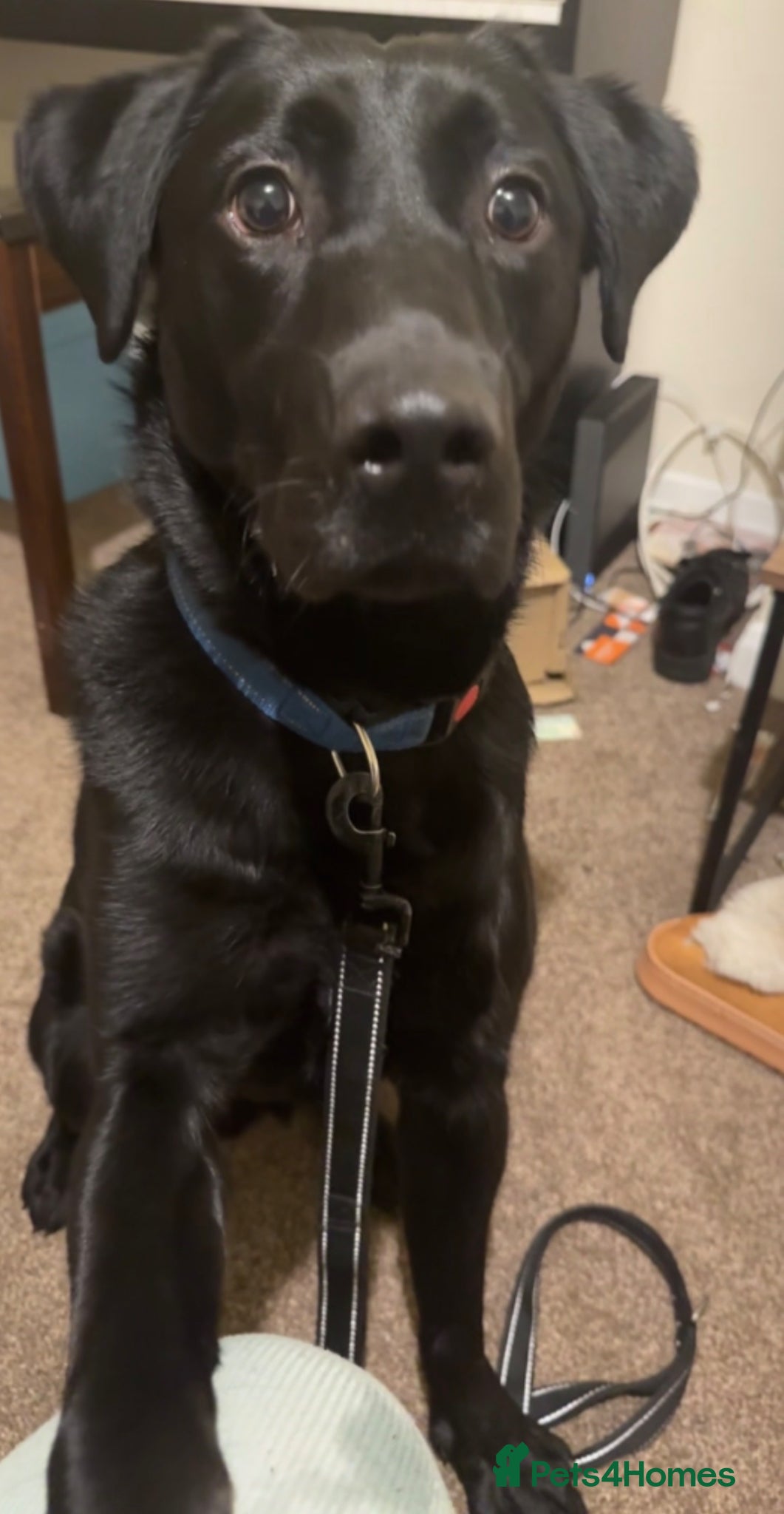 Labrador Retriever dogs Labrador retriever 11 month old - Advert 1