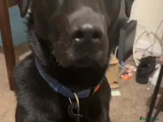 Labrador Retriever dogs Labrador retriever 11 month old - Advert 1