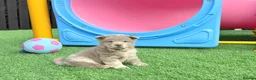 Chow Chow dogs for sale: Genuine exotic colour chowski puppies for sale - Advert 16