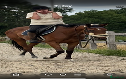 English Thoroughbred horses for sale: Mother daughter share types  - Image 4