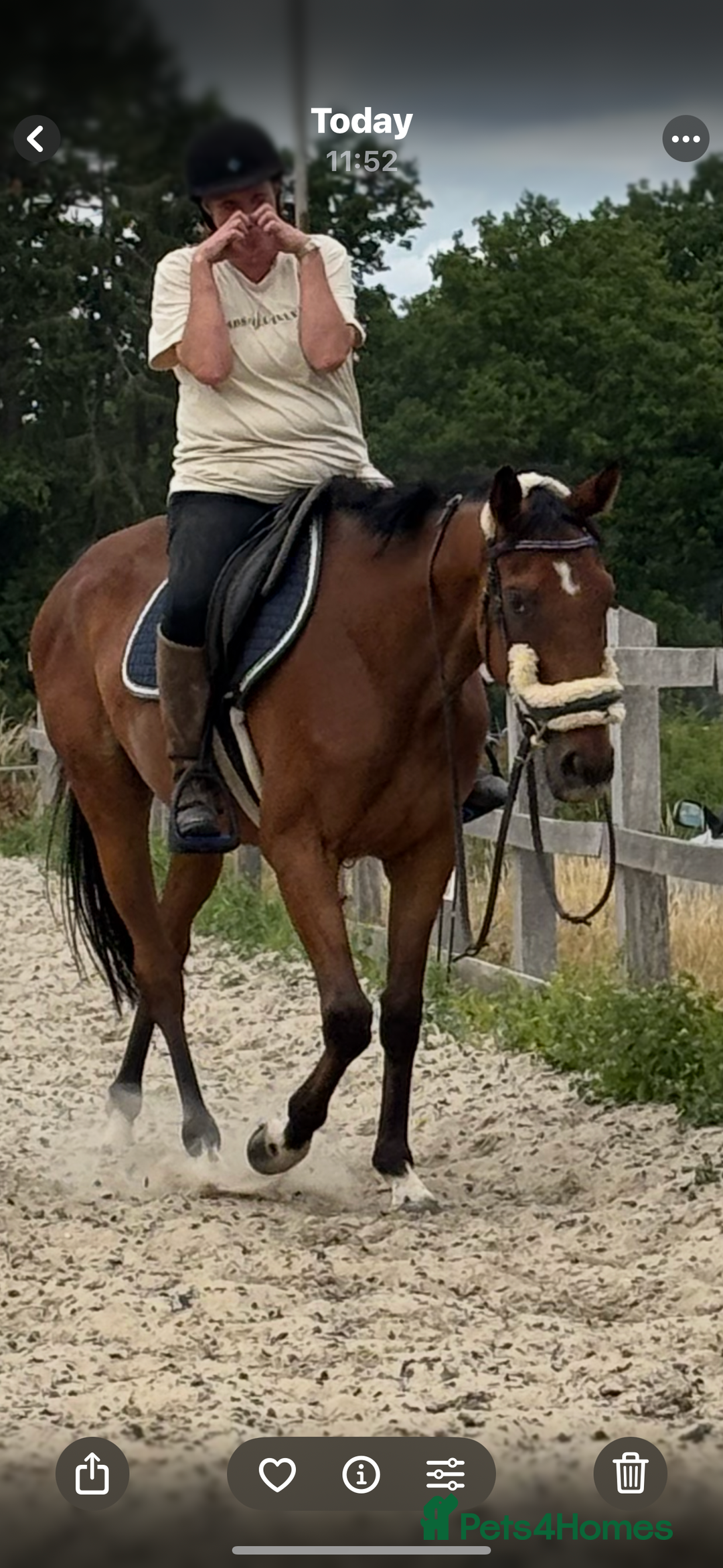English Thoroughbred horses for sale: Mother daughter share types  - Image 4