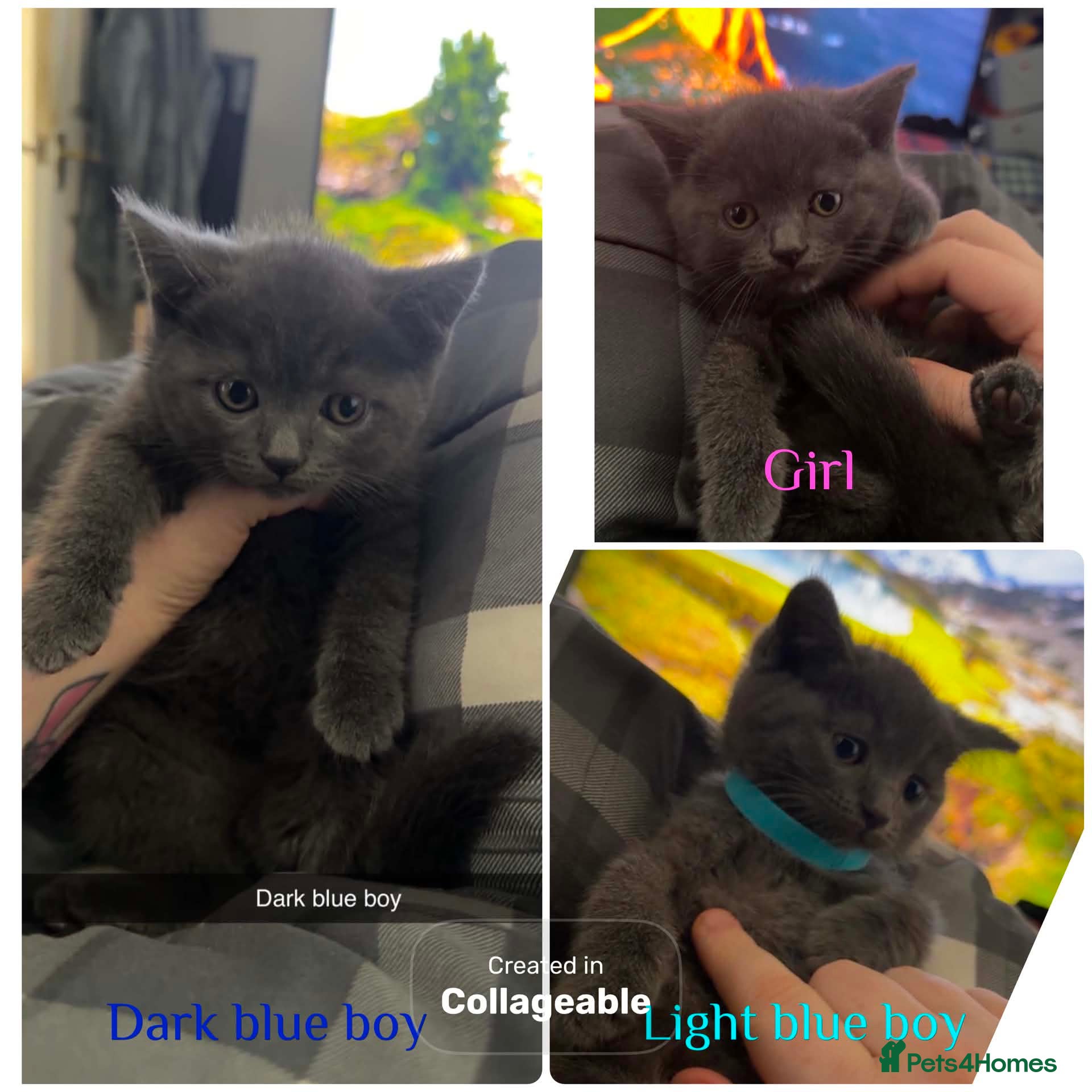 British Shorthair cats 1 Beautiful British shorthair kitten left REDUCED! - Advert 10