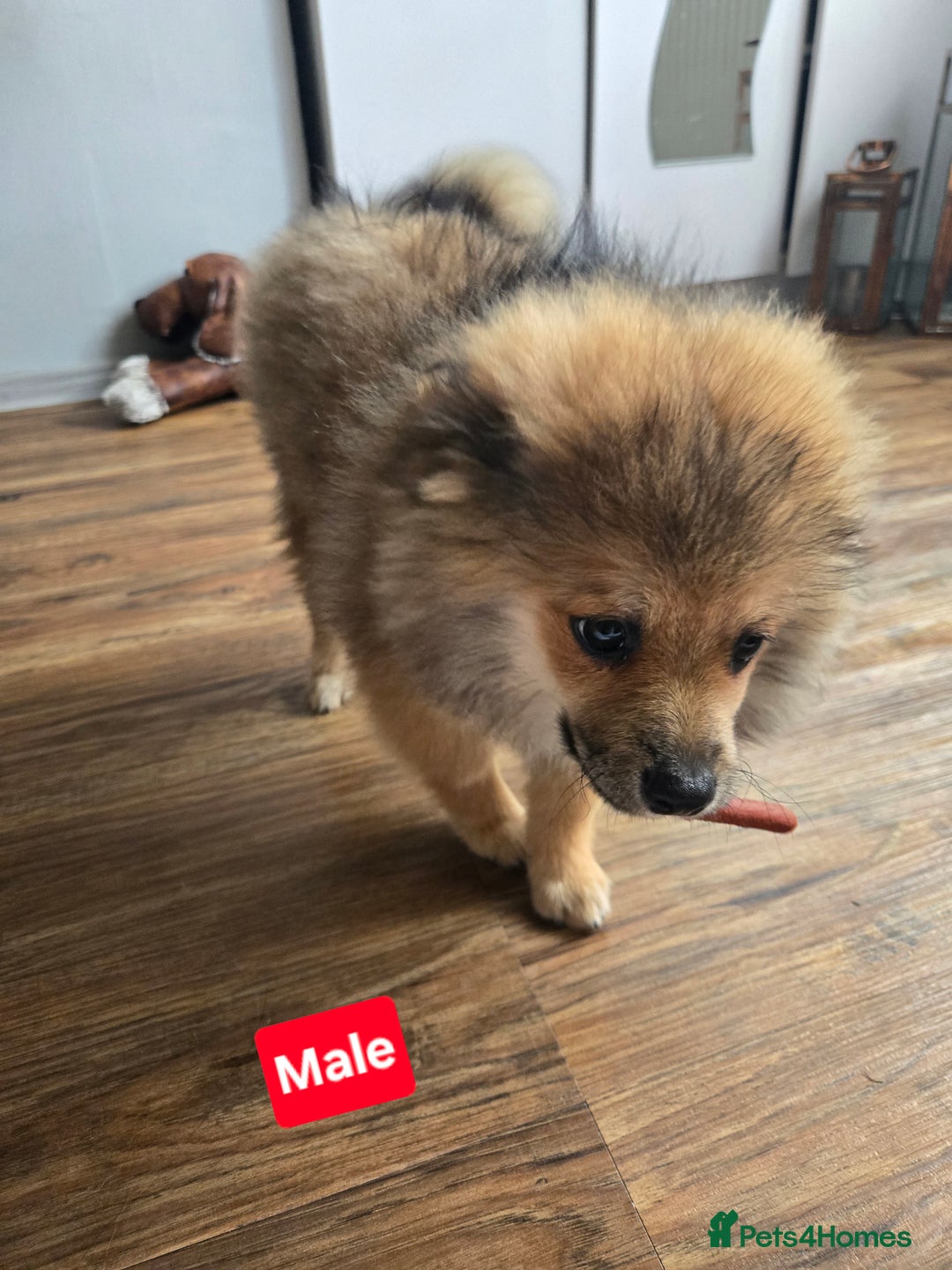 Pomeranian dogs for sale: Pomeranian  - Image 4