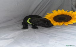 Great Dane dogs for sale: KC Registered Great Dane Puppies. - Image 22