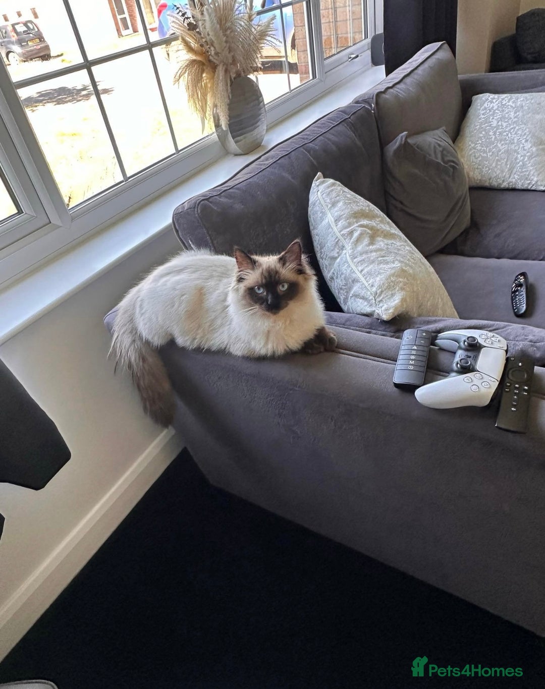 Ragdoll cats for sale: 💗Beautiful ragdoll kittens 💙 - Image 16