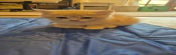 British Shorthair cats for sale: The Tik Tok Party kittens  in Holsworthy - Advert 6