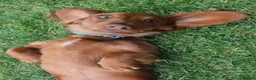 Miniature Dachshund dogs for sale: Puppies of the miniature long-haired dachshund.  - Advert 3
