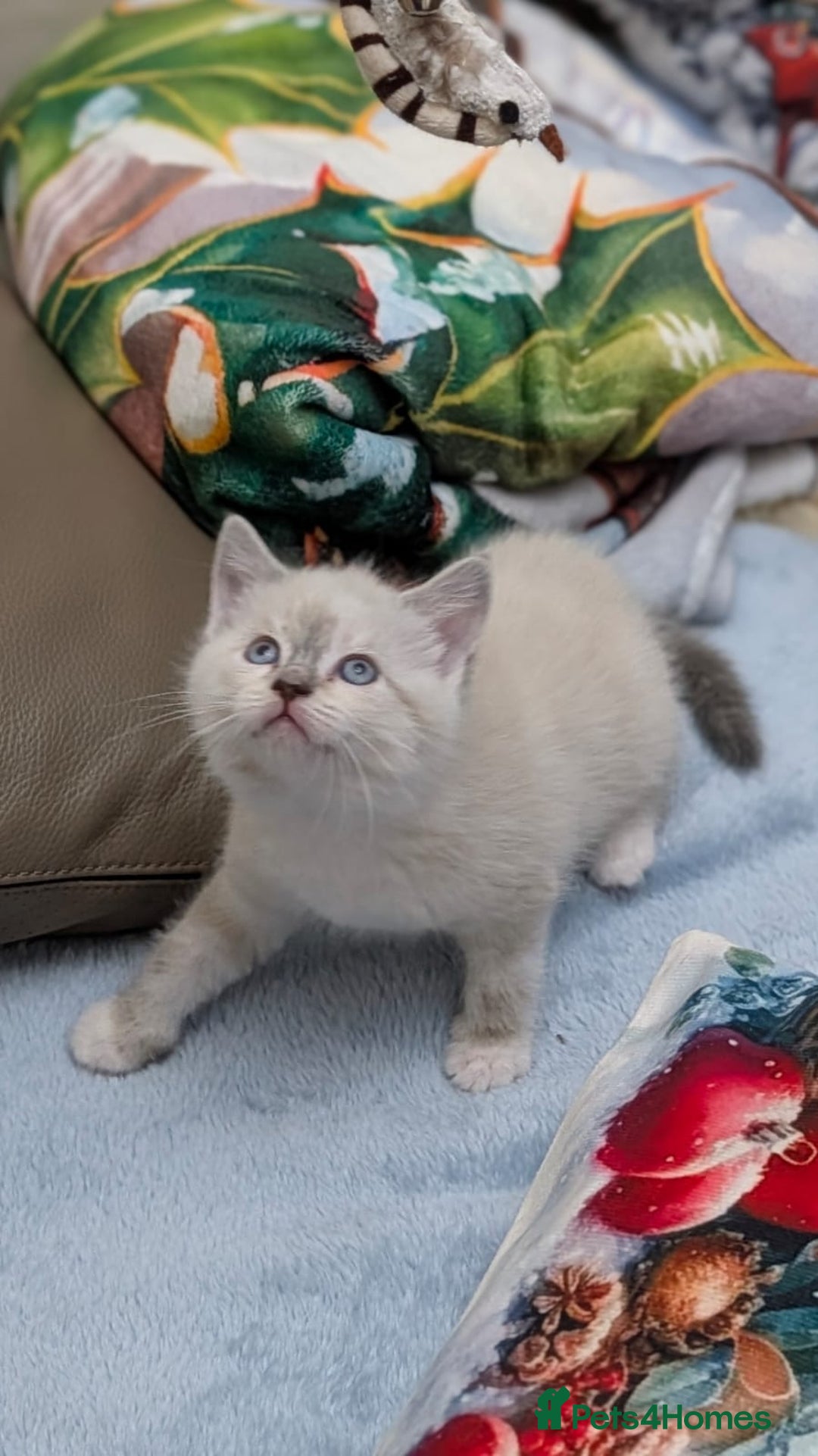 European cats for sale: 4 beautiful kittens for sale - Advert 21