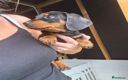 Miniature Dachshund dogs for sale: Beautiful miniature dachshund puppies - Image 29