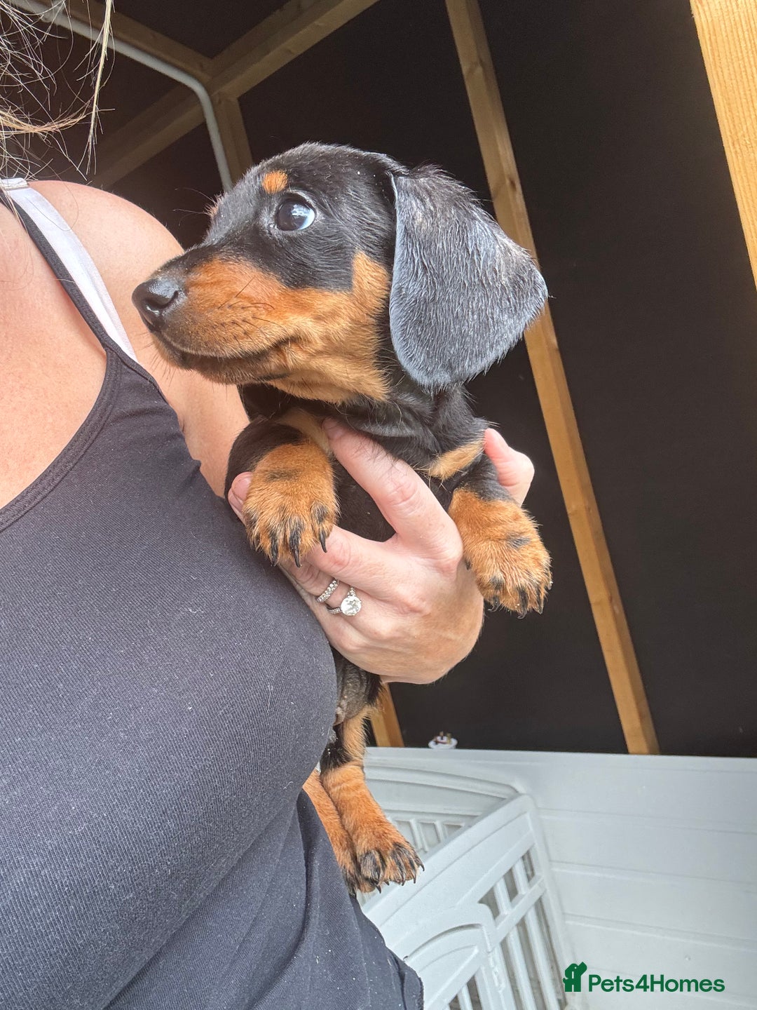 Miniature Dachshund dogs for sale: Beautiful miniature dachshund puppies - Image 29