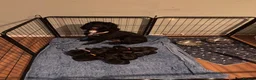 Cockapoo dogs for sale: Litter of 8 cockapoos - Advert 3