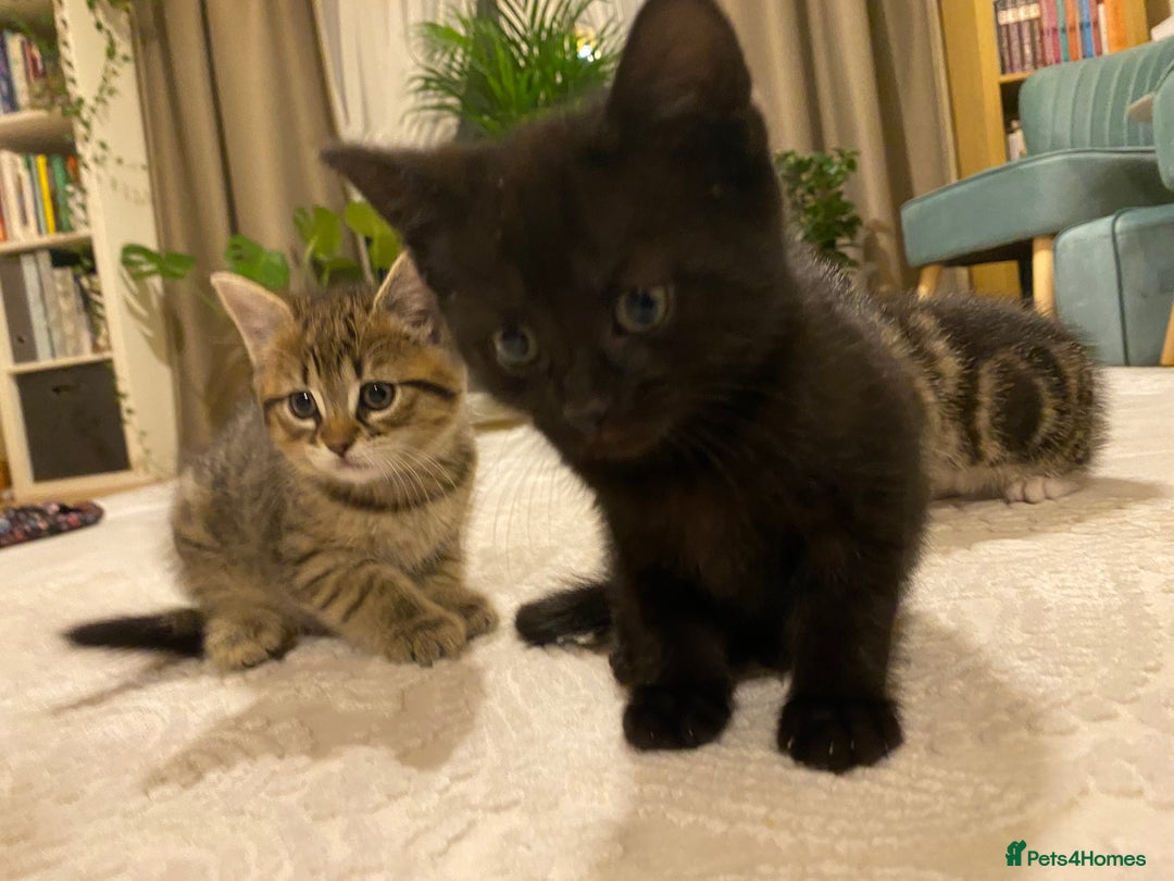 Mixed Breed cats for sale: Four gorgeous kittens  - Image 7