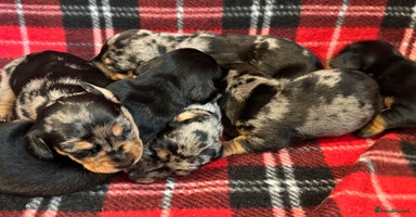 Dachshund dogs - Advert 3
