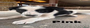 Border Collie 2