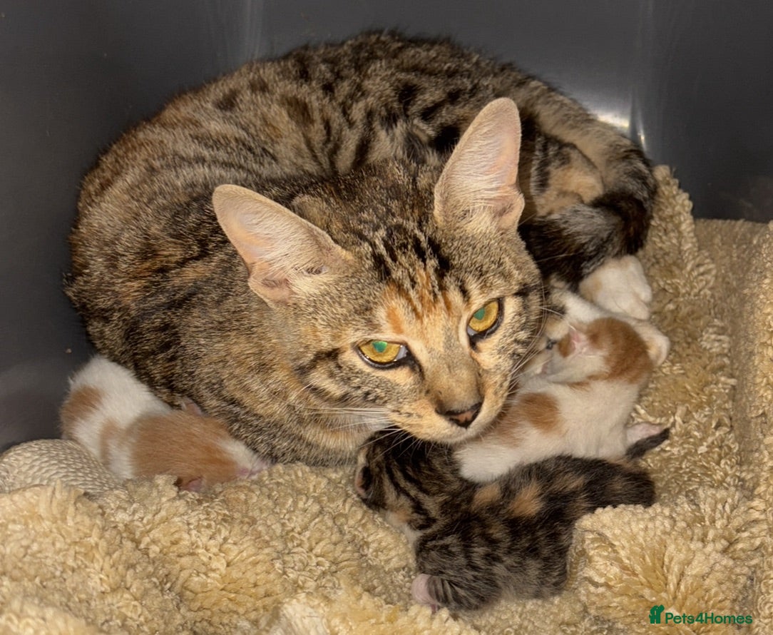 Bengal cats Bengal x kittens  - Advert 16