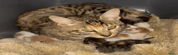 Bengal cats for sale: Bengal x kittens  - Advert 1