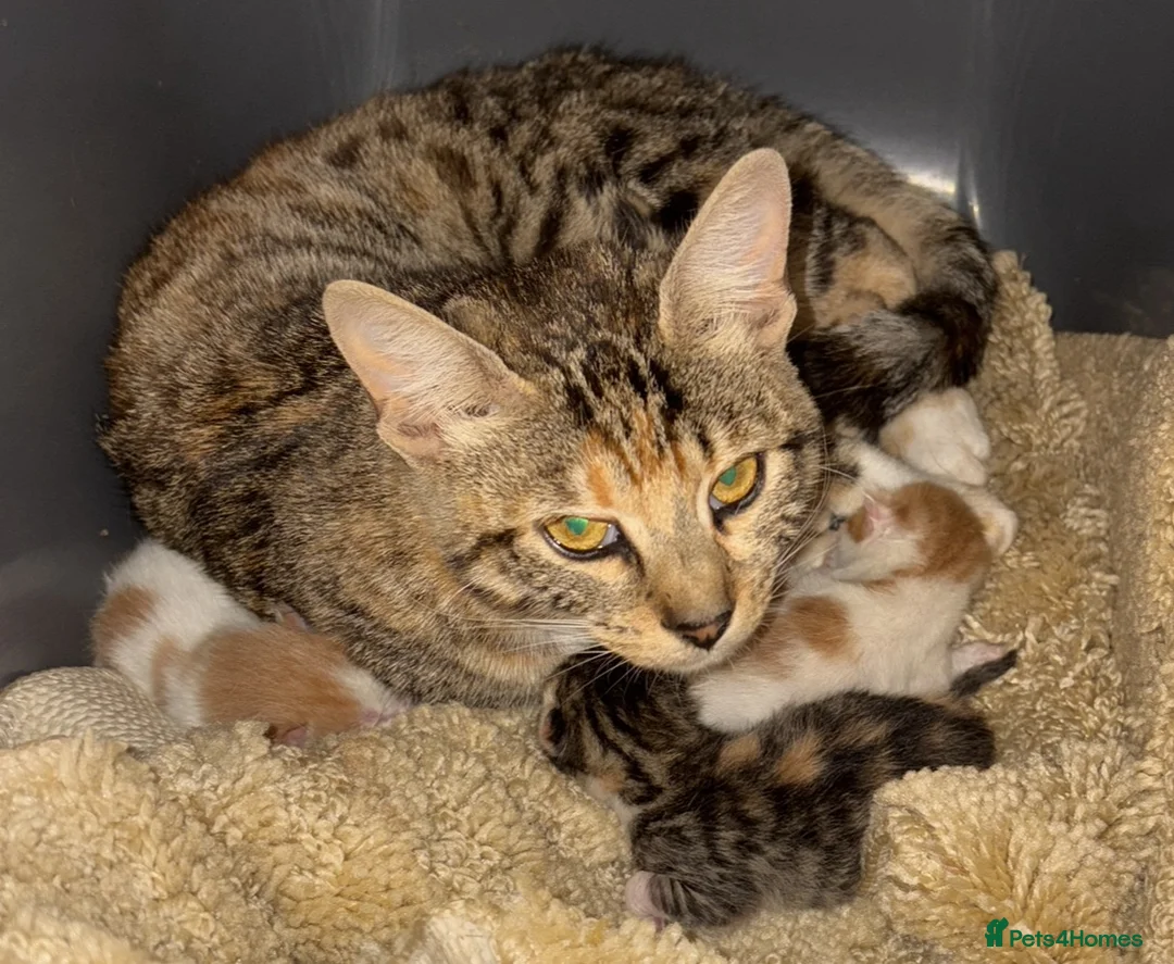 Bengal cats for sale: Bengal x kittens  - Advert 1