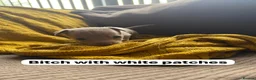 Jack Russell dogs for sale: Wenlock Jack Russells  - Advert 10
