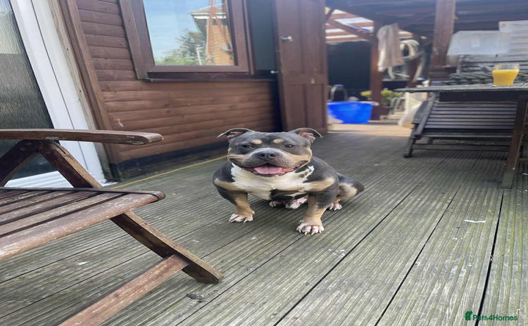 American Bully dogs - Advert 7
