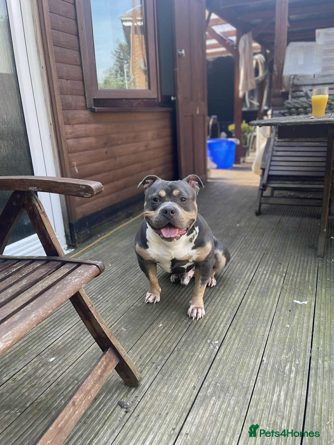American Bully dogs for sale: Dog American bully pocket - Image 1