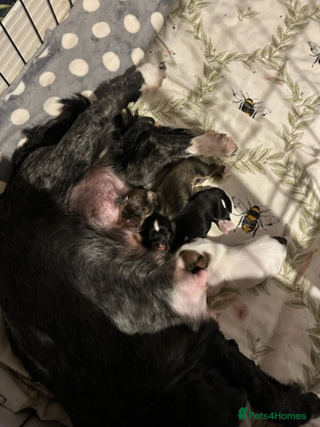 Lhasa Apso dogs for sale: KC reg Lhasa Apso puppies - Advert 5