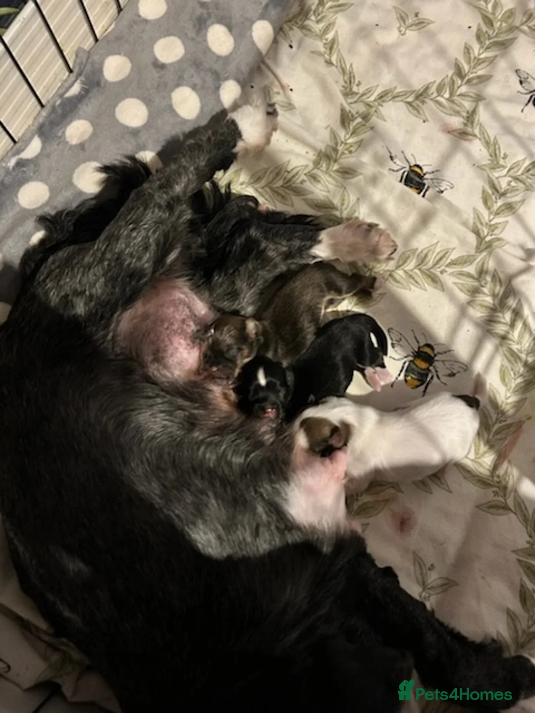 Lhasa Apso dogs for sale: KC reg Lhasa Apso puppies - Advert 5