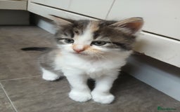 Mixed Breed cats for sale: Kittens for sale - Image 9