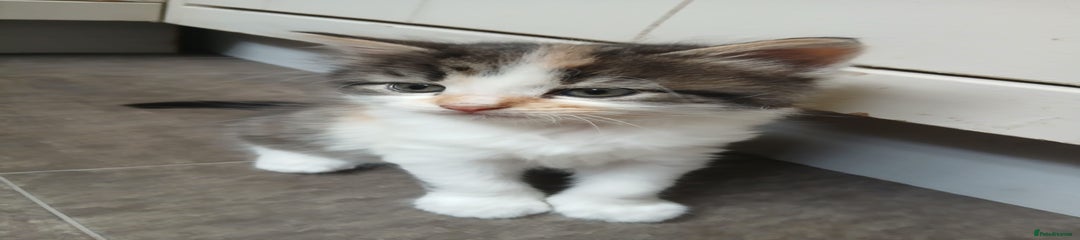 Mixed Breed Kitten 3