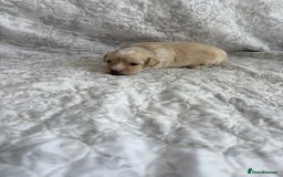 Maltipoo dogs for sale: 🤩 4 stunning male F1 Maltipoo 🤩 - Image 14