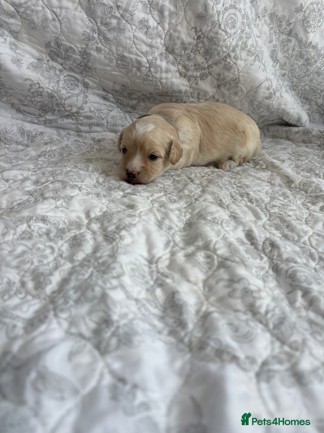 Maltipoo dogs for sale: 🤩 4 stunning male F1 Maltipoo 🤩 - Image 14