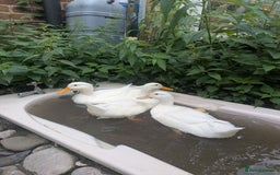 Ducks poultry for sale: Point of Lay Cherry Valley Ducks For Sale - Image 4