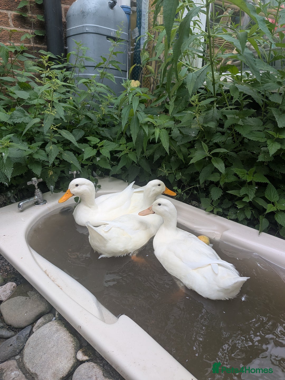 Ducks poultry for sale: Point of Lay Cherry Valley Ducks For Sale - Image 4