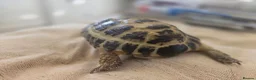 Tortoise reptiles for sale: Albert the horsefield - Advert 6