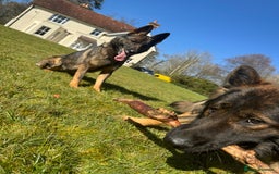 German Shepherd dogs for sale: Working line German shepherd  - Image 8