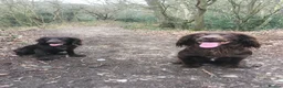 Cocker Spaniel dogs for sale: Cocker spaniel (no docked tail) - Advert 9