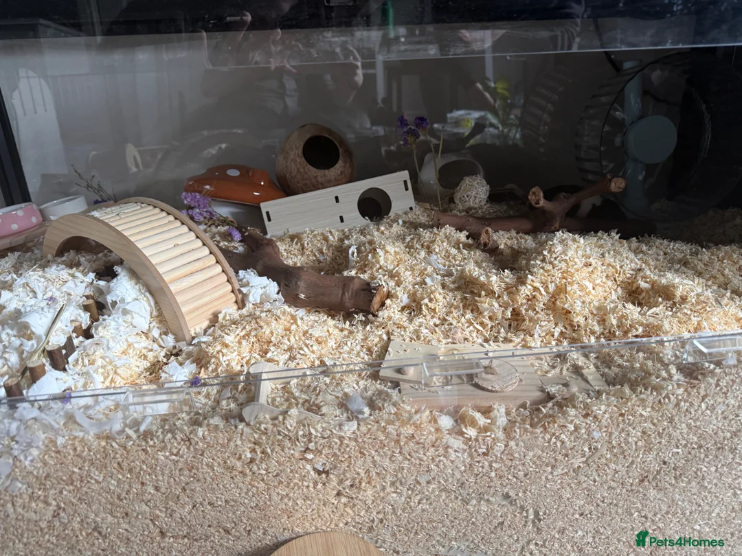 Hamster rodents for sale: Male Syrian hamster + bucatstate cage - Advert 1