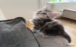 Persian cats for sale: Persian BSH kittens ready next weekend - Image 2