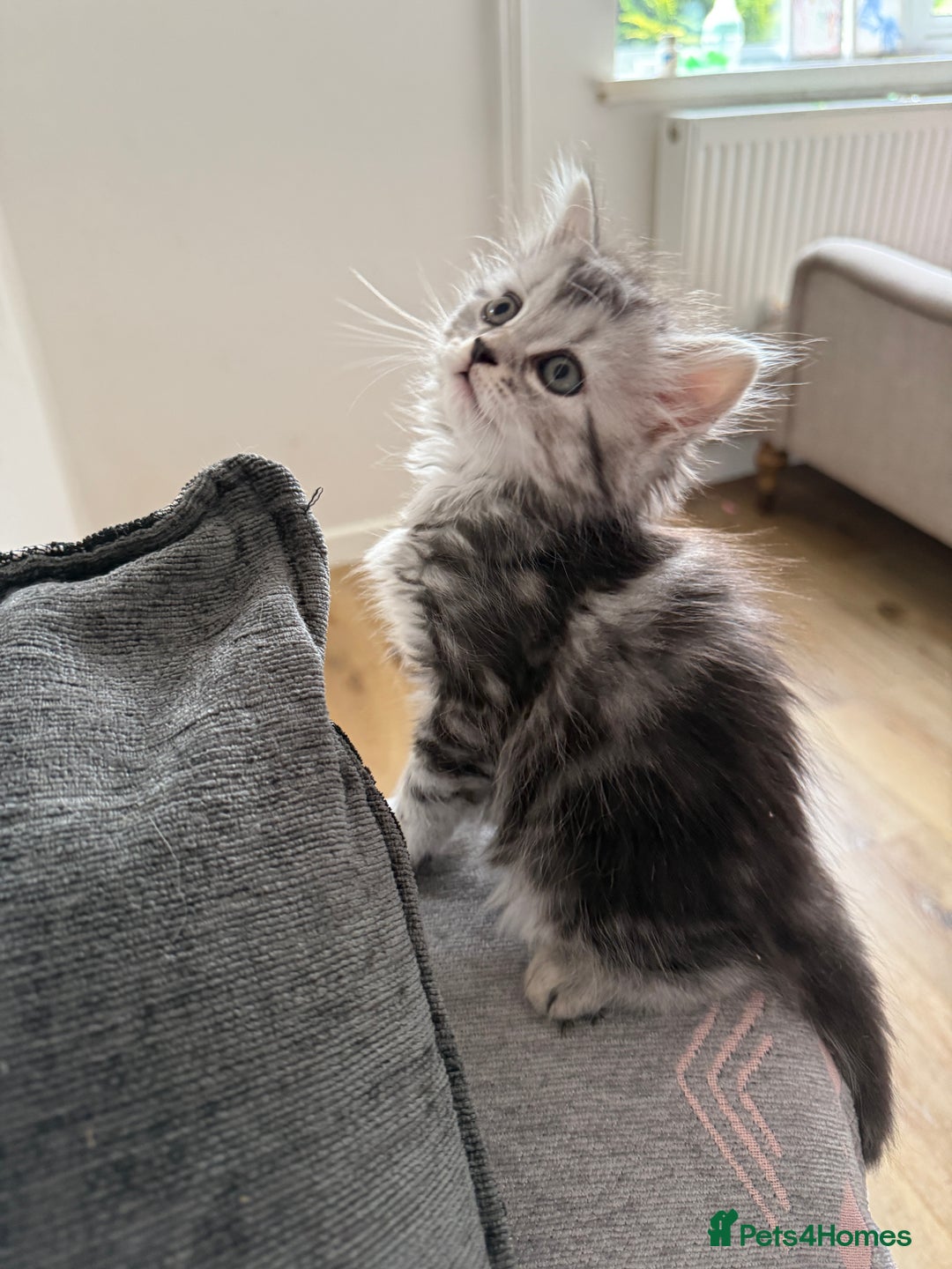 Persian cats for sale: Persian BSH kittens ready next weekend - Image 2