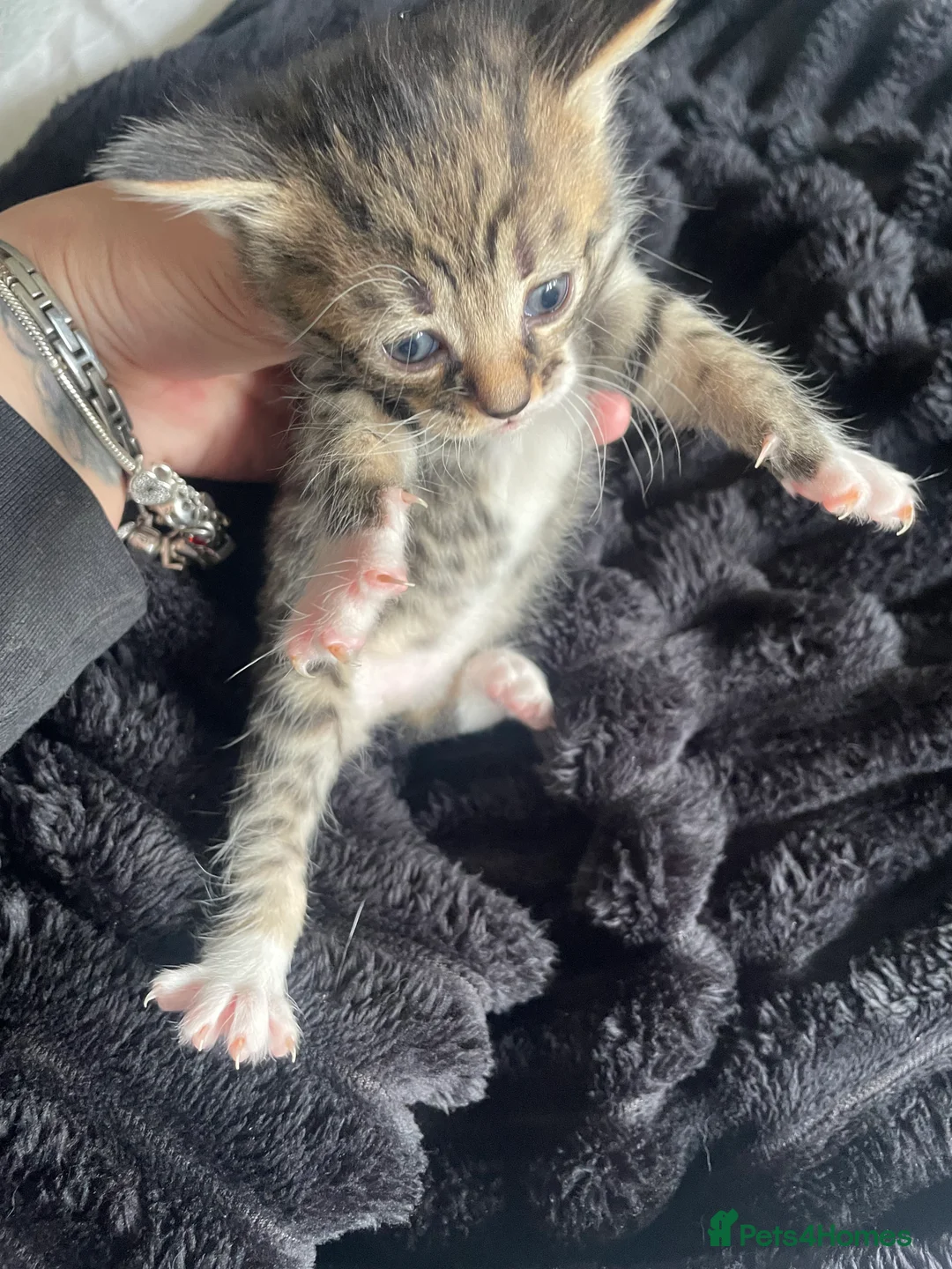 Mixed Breed cats for sale: 4 kitty’s for sale  - Advert 6