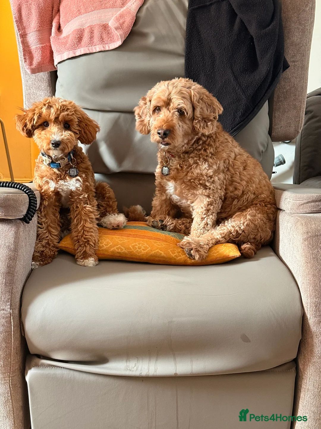 Cockapoo dogs for sale: Toy Poodle x Cockapoo Puppies Family Raised in Hayes - Advert 2