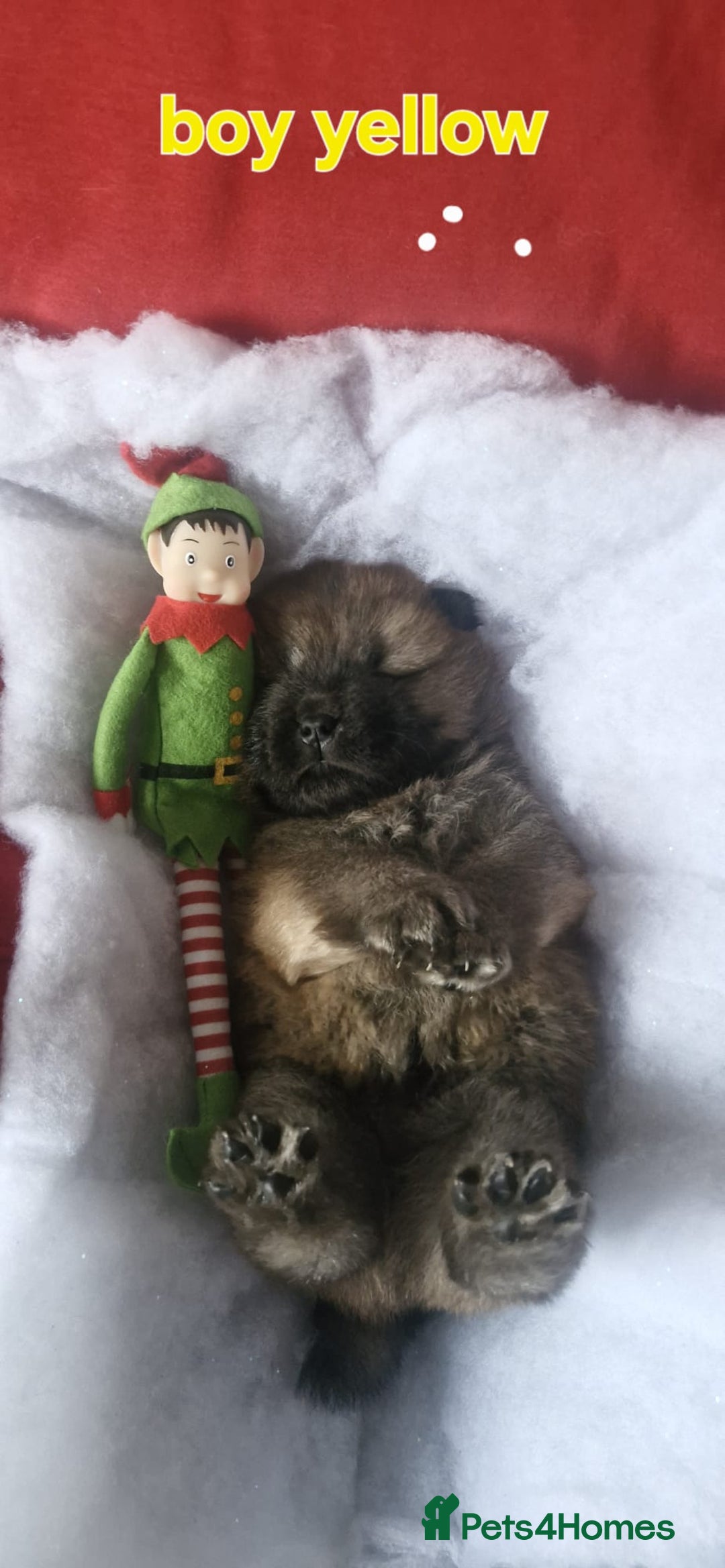 Chow Chow dogs for sale: KC REGISTERED QUALITY TEDDY BEAR CHOW CHOW 5 wk - Advert 11