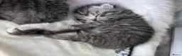Scottish Fold cats for sale: Adorable Scottish Fold & Straight Kittens - Advert 2
