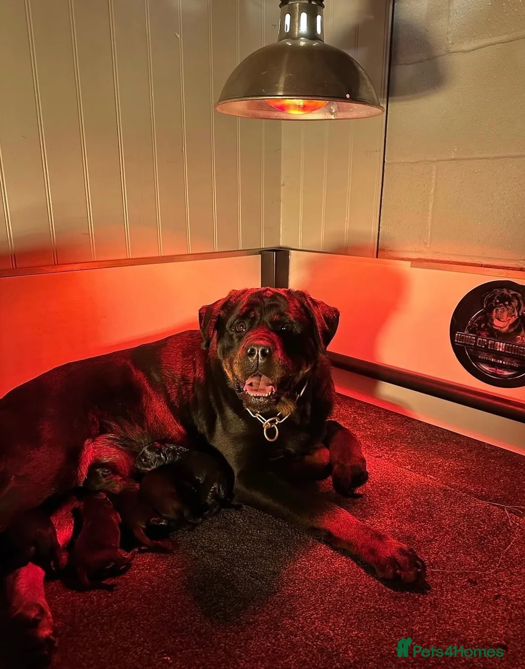 Rottweiler dogs for sale: Outstanding Rottweiler Litter Of 6 Beautiful Boys - Advert 18